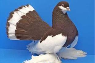 حلقه و پلاک آلمینیوم رنگی کبوتر سایز 12 محصوص کبوتران زینتی درشت پا و پا پر و همچنین طوطی کاسکو با حک مشخصات فردی سفارش دهنده